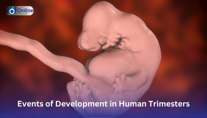 Lesson 10: Events of Development in Human Trimesters